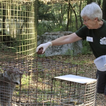 Tiger Nearly Tears Off Woman S Arm At Tiger King Star Carole Baskin S Big Cat Rescue Sanctuary South China Morning Post