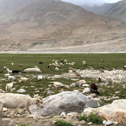 Lobsang Jinpa’s herd of yaks and Pashmina goats grazing on pasture lands near Leh. Photo: Minaam Shah