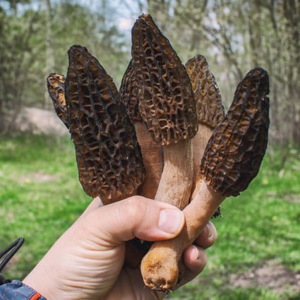 The morel is one of the world’s most prized mushrooms and is harvested in Europe, North America, China and India. It not only tastes good, but has many health benefits too. Photo: Shutterstock