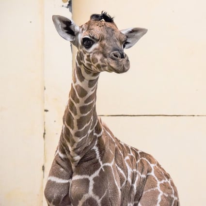 Coronavirus: Baby giraffe named Margaret after first woman to be vaccinated  against Covid-19 in England | South China Morning Post