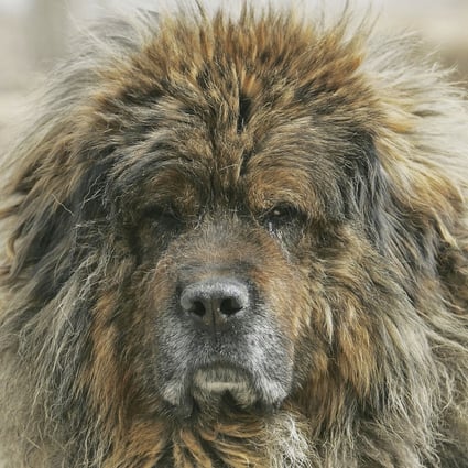 Tibetan mastiff dogs ravaging wildlife, mauling people, and spreading  disease in China after collapse of pet market | South China Morning Post