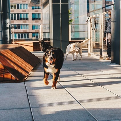 The heated outdoor dog run at rental property 555TEN in Hudson Yards, New York City. Photo: Extell Development.