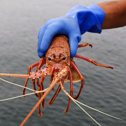Australia’s rock lobster exports are worth half a billion US dollars a year, and in normal times, 94 per cent of them go to China. Photo: AFP
