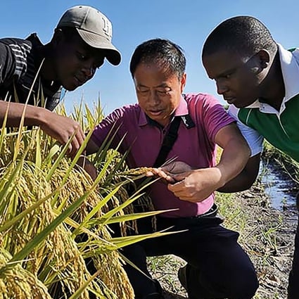 Hundreds of Chinese experts are working with their African colleagues to help improve agricultural crop yields. Photo: Handout