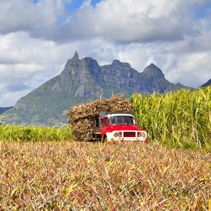 About 85 per cent of the cultivated land on Mauritius is given over to growing sugar. Photo: Shutterstock