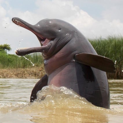 Ganga River Dolphin Day