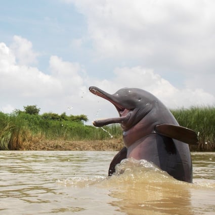 The Gangetic dolphin is the oldest river dolphin species that survives today. Photo: Ganesh Chowdhury/ Nature inFocus Photography Awards