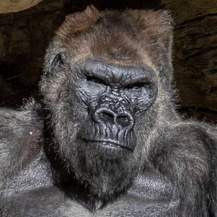 Gorillas Test Positive For Coronavirus At Us Zoo South China Morning Post