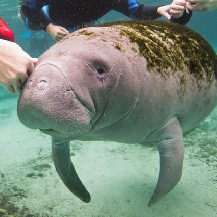 Manatee Found With Trump Carved On Back Prompts Abuse Investigation South China Morning Post Official twitter page of the @trump organization. manatee found with trump carved on