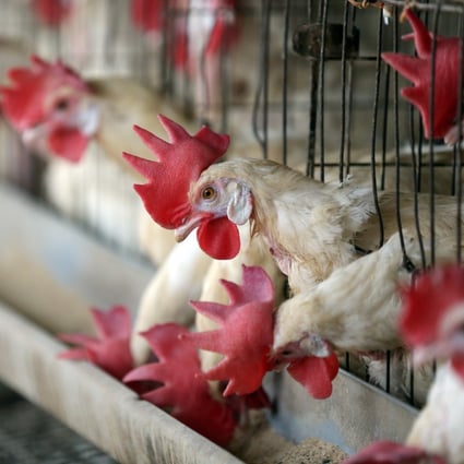 From Japan To India Asia S Poultry Farmers Battle H5n8 Bird Flu Outbreak South China Morning Post