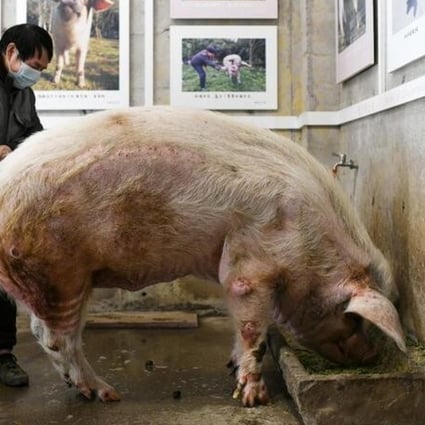 China S Weirdest News Stories Of 2021 So Far A Celebrity Pig Snow For Sale And A 90 Year Old Internet Star Who Hasn T Posted Anything South China Morning Post Tweet images aren't mine, and belong to their. south china morning post