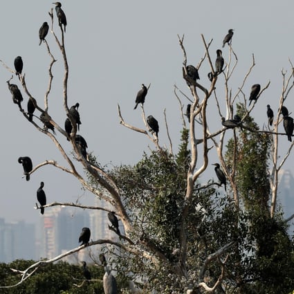 Mai Po is Hong Kong’s largest remaining wetland and recognised for its global importance for sustaining bird migrations. Photo: Nora Tam