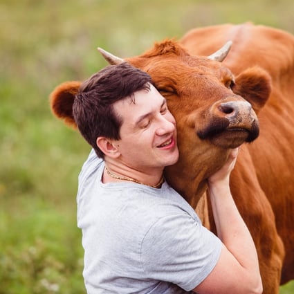 Cuddling a cow is considered therapeutic in the Netherlands. Photo: Shutterstock