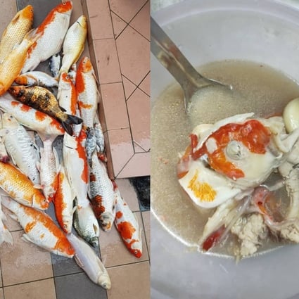 Pet Food Malaysian Woman S Koi Soup Raises Eyebrows After She Makes Meal Out Of Dead Fish South China Morning Post