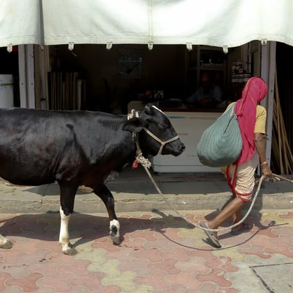 An Indian woman walks a cow in Mumbai. Photo: AP