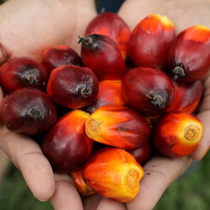 Palm oil fruits from a plantation in Pulau Carey, Malaysia. Photo: Reuters