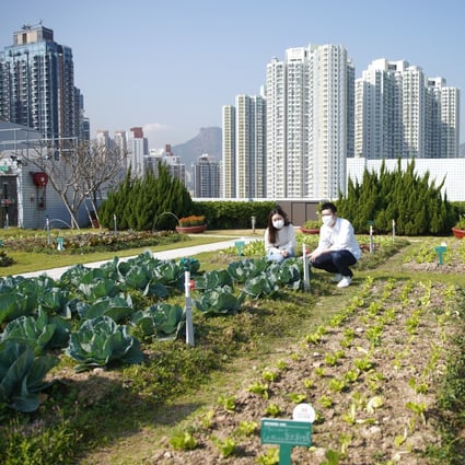Spanning 23,000 square feet, the company’s Farm Together project currently operates six plots across Sino Group’s residential and commercial properties. Photo: Winson Wong