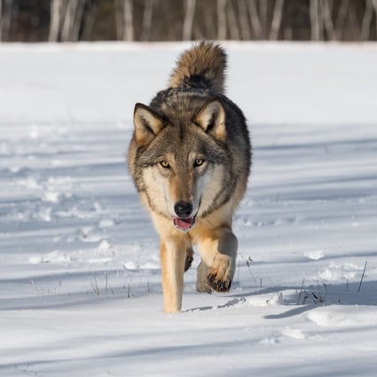 China has added the wolf to its list of protected species. Photo: Shutterstock