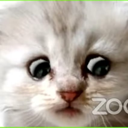 Lawyer tells judge I m not a cat in viral video as he struggles with Lawyer tells judge I m not a cat in viral video as he struggles with