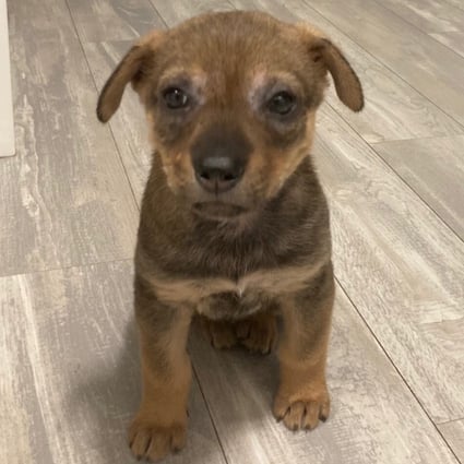 Bella, a puppy dumped at a shelter in Lantau, Hong Kong. Rescue animals are just as loyal and loving as expensive pets, but are free to a good home. Photo: Neil Newman