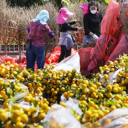 Vendors prepare for the Lunar New Year flower market at Fa Hui Park, Prince Edward. Photo: Dickson Lee