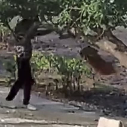 A six-second video shows a woman swinging around a dog tied to a branch of tree in Ma On Shan. Photo: Facebook.