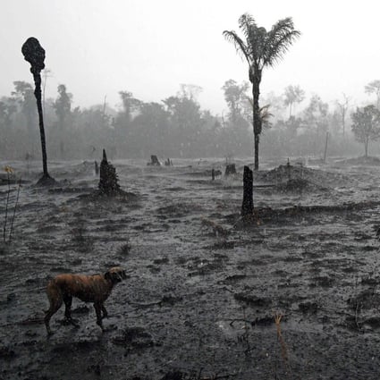 A farmer and a dog walk through a burnt area of the Amazon rainforest, near Porto Velho, Rondonia state, Brazil, in August 2019. Deforestation in the Brazilian Amazon has hit alarming levels. Photo: AFP