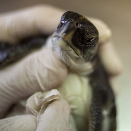 In Israel, mayo provides miracle for endangered turtles after devastating  oil spill | South China Morning Post