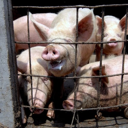Chinese researchers say they have found two mutations of African swine fever that are less virulent but highly transmissible. Photo: EPA-EFE