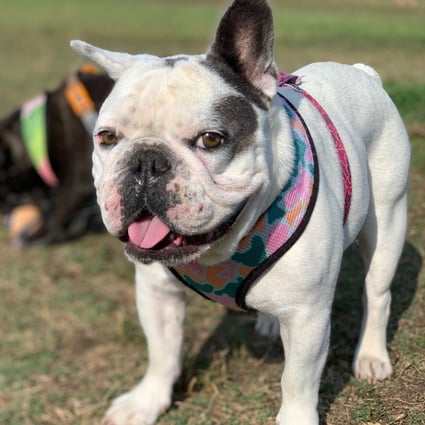 Lady Gaga S French Bulldogs Returned After Being Snatched In Armed Robbery South China Morning Post Were lady gaga's dogs ever returned? lady gaga s french bulldogs returned