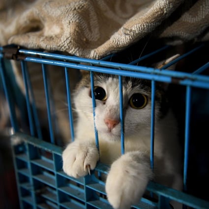 A proposal for people who abandon cats and dogs to be penalised via the social credit system drew support from animal lovers. Photo: AFP