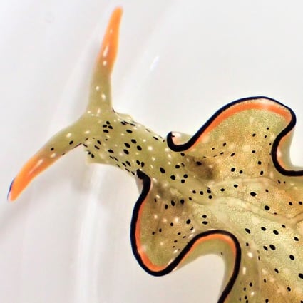 Decomposing Slug Heads up: some sea slugs grow new bodies after decapitation, scientists ...