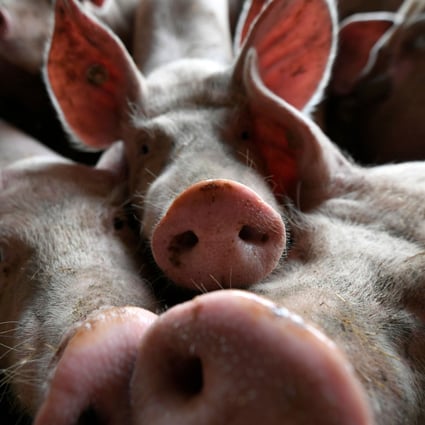 African swine fever has sent pork prices rocketing in the Philippines. Photo: AFP
