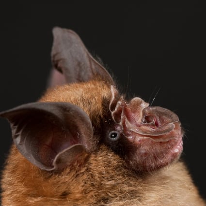 Bats such as the Chinese horseshoe bat (Rhinolophus sinicus) and pangolins may not be the natural host of the novel coronavirus causing the pandemic, Dr Liang Wannian told European diplomats. Photo: Dr Libiao Zhang