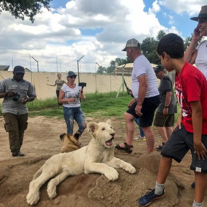 Tourists interact with a lion cub at the Lion and Safari Park near Johannesburg, South Africa. Photo: Reuters