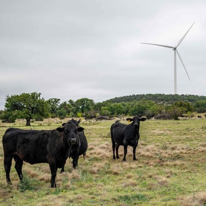 Cows roam near one of six newly installed wind turbines on a ranch in Eldorado, Texas, on April 16. Cattle rancher Bob Helmers, who for decades hosted oil wells on his ranch, recently plugged the pumps and allowed a utility company to build the wind turbines, making the shift to wind power. Photo: AFP