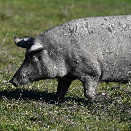 A team of Japanese scientists has shown it is possible for mammals, such as the Iberian black pig, to absorb oxygen via the anus. Photo: AFP