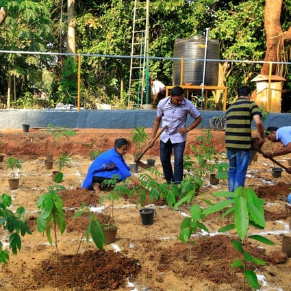 The early stages of planting a forest in Kerala. Photo: Handout