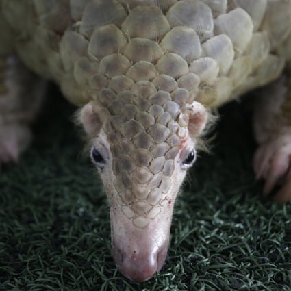 Covid-19 pandemic spurs 30 per cent to reduce or stop consuming wildlife, poll finds | South China Morning Post Covid-19 pandemic spurs 30 per cent to reduce or stop consuming wildlife, poll finds | South China Morning Post