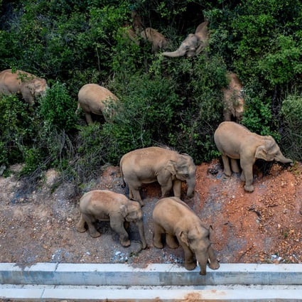 Chinese elephant herd hits the road on quest through urban jungle | South  China Morning Post