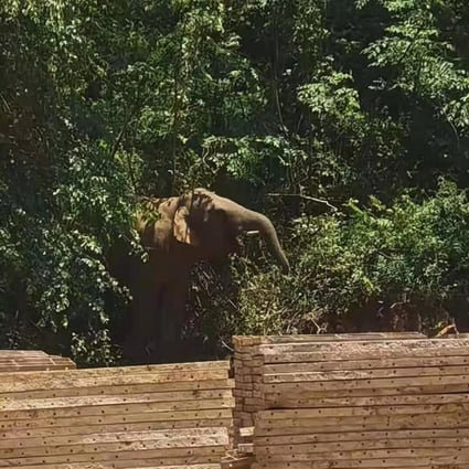 15 elephants travelled nearly 500km in China in search for new habitat. Photo: Thepaper