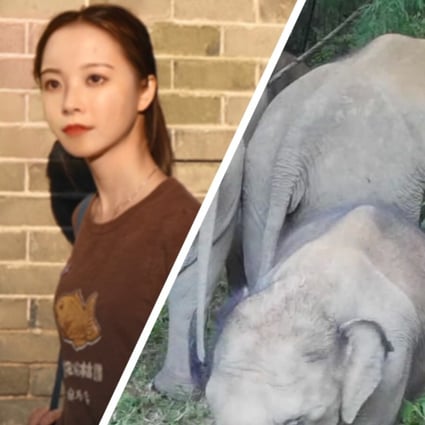 China’s first virtual student (left) and an elephant herd in Xishuangbanna (right) Photo: China News