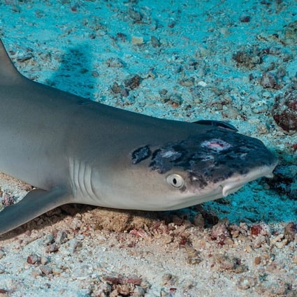 A whitetip reef shark with white spots and lesions, which may be linked to rising sea temperatures. Photo: Reuters