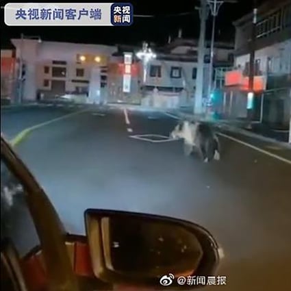 A local motorist filmed the animal’s walk through the streets. Photo: Weibo