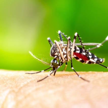 Close-up of an Aedes aegypti mosquito sucking human blood. Photo: Handout