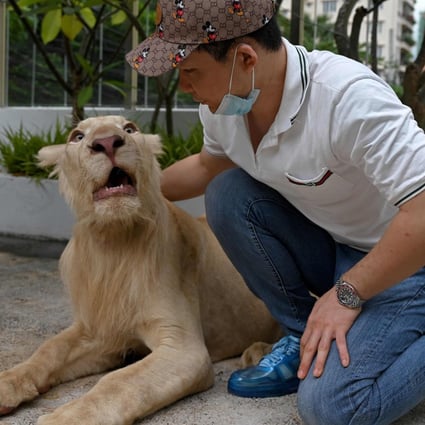 Qi Xiao pictured with Hima upon its controversial return to his home in Phnom Penh on July 5, 2021. Photo: AFP