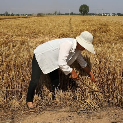 China’s total summer grain output in 2021 rose 2.1 per cent from the previous year to 145.82 million tonnes. Photo: Reuters