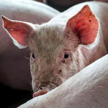 Many of China’s small pig farmers are struggling to survive due to the pork price volatility that followed African swine fever. Photo: Tai Hailun