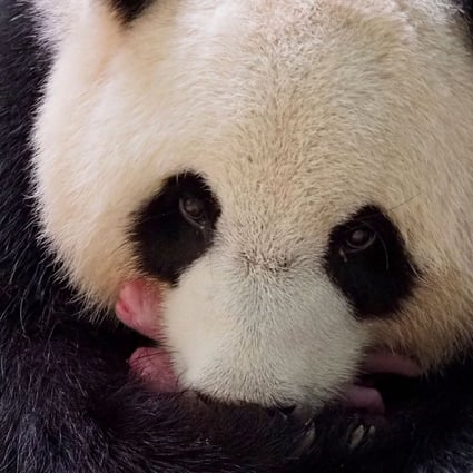Panda Loaned To France Gives Birth To Magnificent Twins South China Morning Post Panda Loaned To France Gives Birth To Magnificent Twins South China Morning Post
