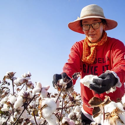 A cotton picker works in a field in China’s Xinjiang region. Photo: AP